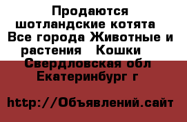 Продаются шотландские котята - Все города Животные и растения » Кошки   . Свердловская обл.,Екатеринбург г.